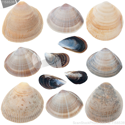 Image of Detailed sea shells