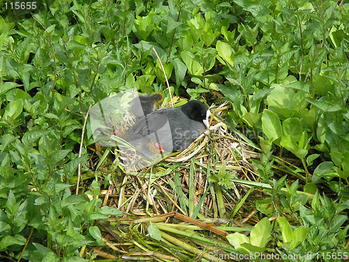 Image of birds nesting