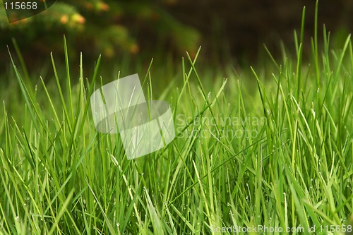 Image of green grass