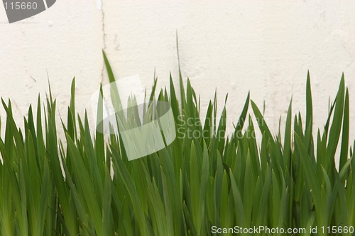 Image of green blades