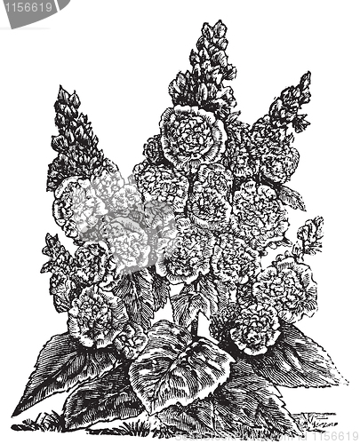 Image of Double dwarf hollyhocks or Alcea rosea vintage engraving.