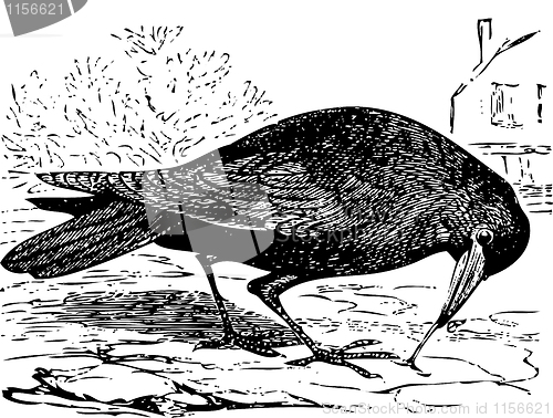 Image of Old engraving of a Rook bird, or Corvus frugilegus