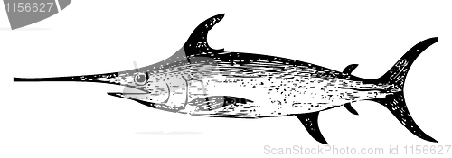 Image of Old engraving of a Swordfish