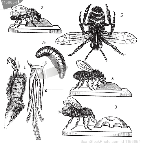 Image of Worker bee transformation vintage illutration