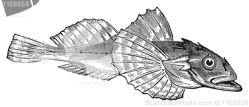 Image of Bullhead fish or Acanthocottus Virginianus