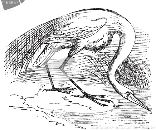 Image of Engraving of a White Heron or egret (Ardea egretta)