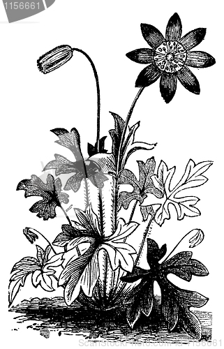 Image of Anemone hortensis or Fior di Stella flower vintage engraving.