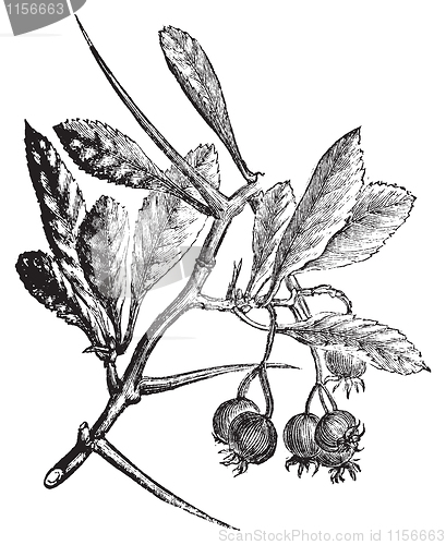 Image of American Hawthorn or Crataegus crus-galli vintage engraving.