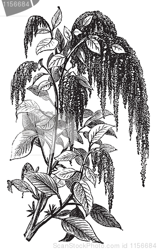 Image of Foxtail amaranth or Amaranthus caudatus vintage engraving.