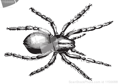 Image of Lycosa fatifera or Wolf Spider