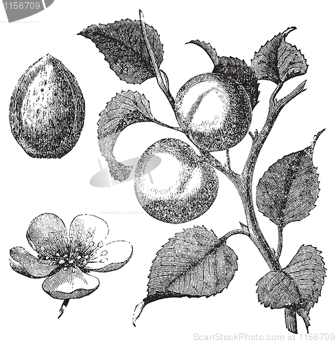 Image of Apricot flower, tree and kernel old engraved illustration