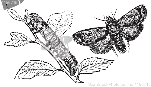 Image of Turnip moth or agrotis segetum. Agrotide affectation.