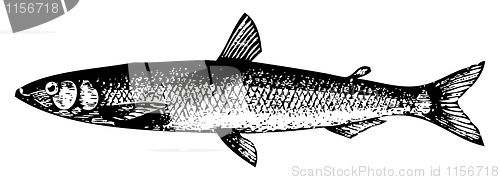 Image of Old engraving of a European smelt fish or osmerus eperlanus