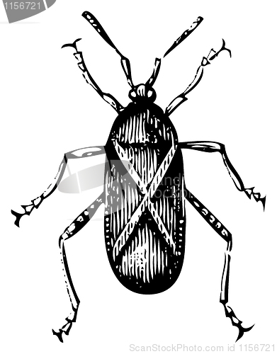 Image of Old illustration of a Squash bug or Coreus tristis