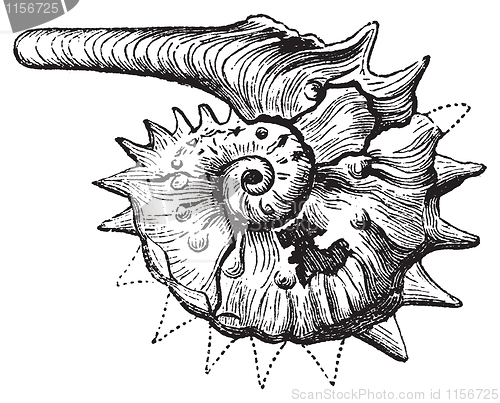 Image of Ammonite fossil vintage engraving.