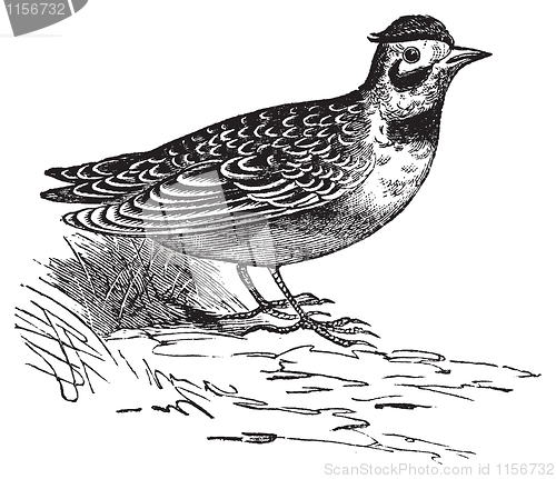 Image of Horned lark or Eremophila alpcstris vintage engraving.