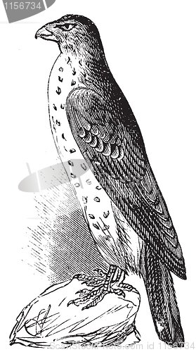 Image of Cooper's Hawk or Accipiter Cooperi vintage illustration.