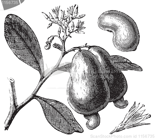 Image of Occidental cashew or Anacardium occidentale tree, apple and nuts