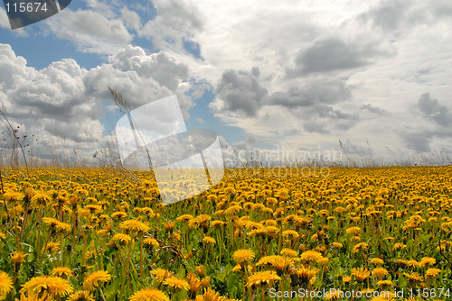 Image of sowthistles