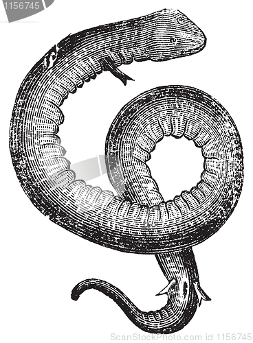Image of Amphiuma, conger eels or congo snake vintage engraving.