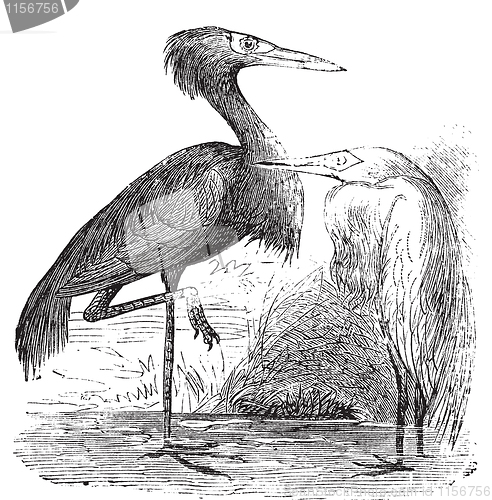 Image of Engraving of a Reddish Egret (ardea rufa or Egretta rufescens)
