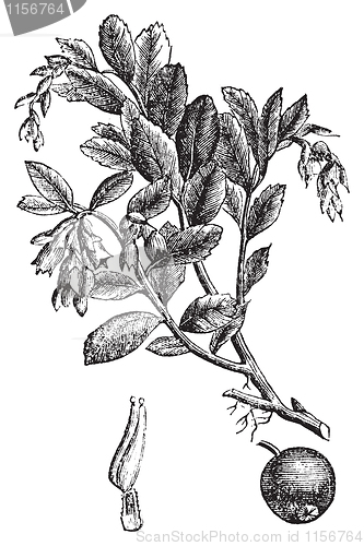 Image of Cowberry or Vaccinium vitis idaea vintage engraving