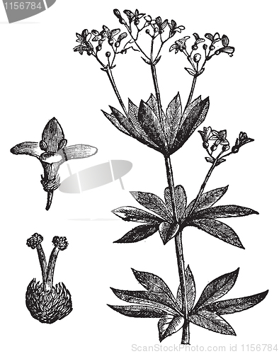 Image of Asperula odorate or Sweet woodruff vintage engraving.