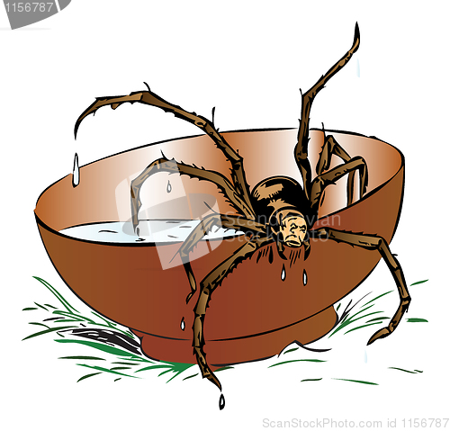 Image of Wet spider coming out of a bowl