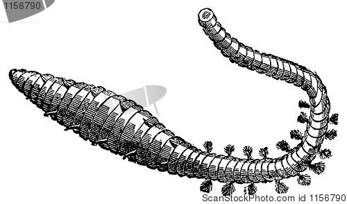 Image of Lugworm, sandworm or arenicola marina old engraving