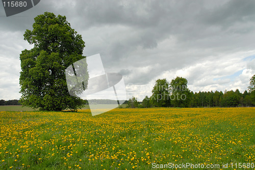 Image of landscape