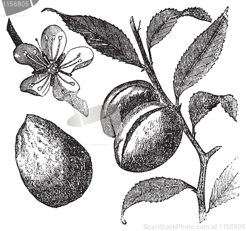 Image of The Almond tree or prunus dulcis vintage engraving. Fruit, flowe