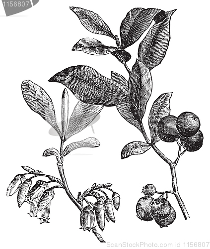 Image of Huckleberry or Gaylussacia resinosa engraving