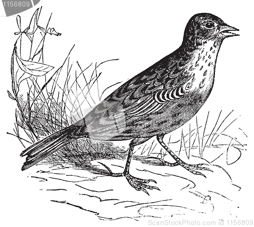 Image of Skylark or Alauda arvensis vintage engraving.