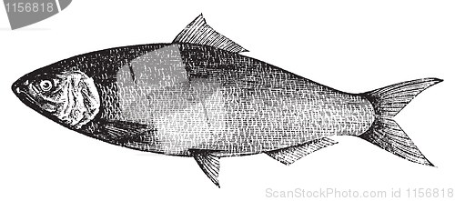 Image of American Shad, Atlantic Shad, Alosa praestabilis or alosa sapidi