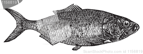 Image of Shad, river herring  or Alosa menhaden vintage engraving.