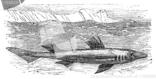 Image of Spiny dogfish, spurdog, mud shark, piked dogfish or Squallus aca