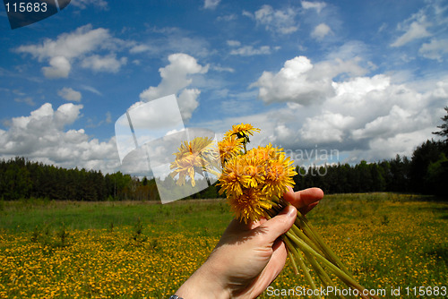 Image of sowthistle