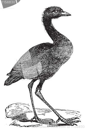 Image of Grey-winged trumpeter or Psophia crepitans vintage engraving.