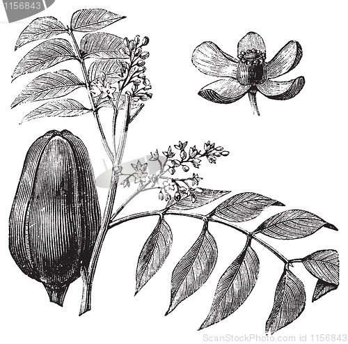 Image of Mohagany or Meliaceae. Melia azedarach illustration