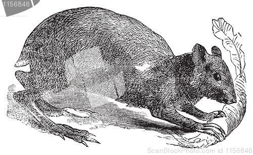 Image of Agouti or Dasyprocta agouti engraving.