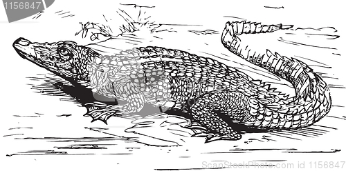 Image of Saltwater crocodile engraved illustration