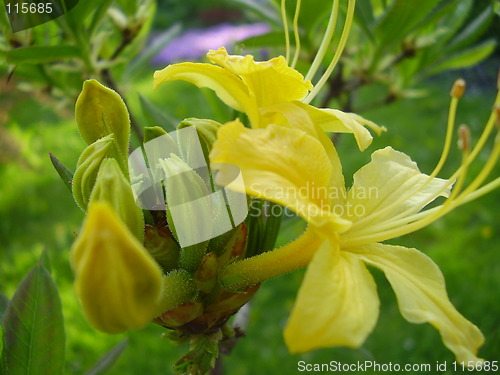 Image of yellow bloom