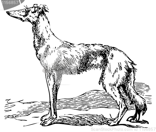 Image of Saluki or Borzoi dog engraving