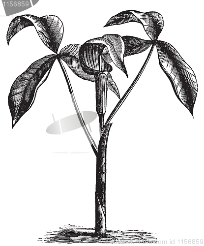 Image of Arisaema triphyllum or wild turnip old engraving.