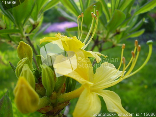 Image of yellow bloom