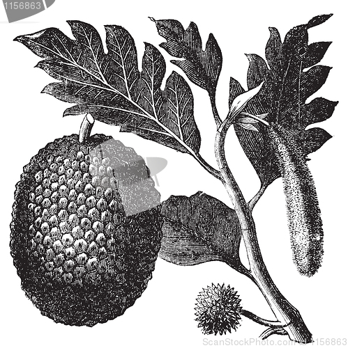 Image of Breadfruit, Artocarpe or Artocarpus altilis old engraving.