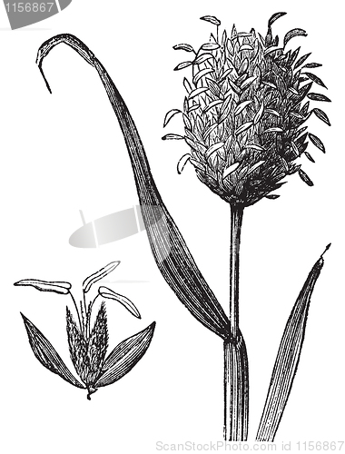 Image of Canary grass or Phalaris canariensis vintage engraving.