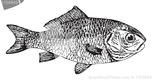 Image of Dorade, goldfish (Cyprinus auratus)