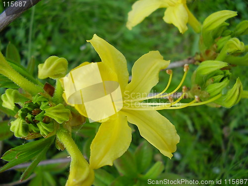 Image of yellow bloom