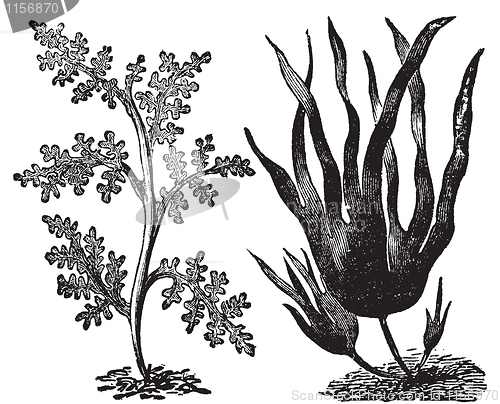 Image of Pepper dulse, red algae or Laurencia pinnatifida (left). Oarweed